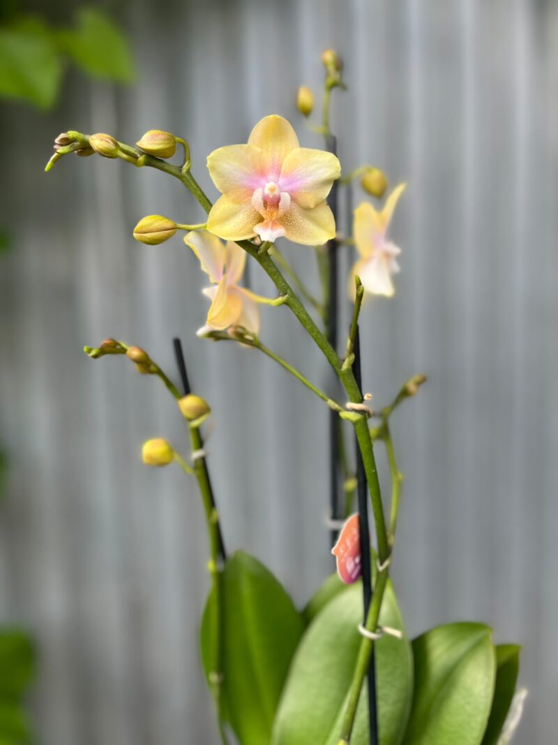 Phalaenopsis Bolgheri Lemon | Storczyk pachnący