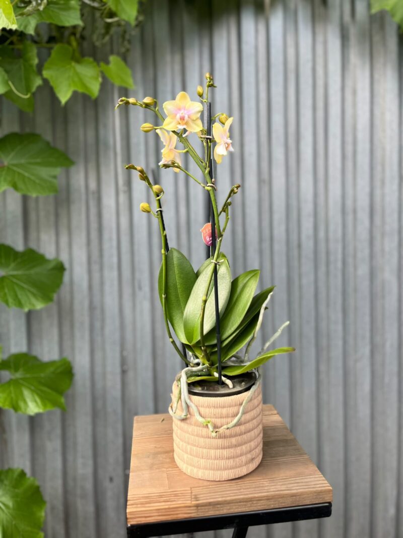 Phalaenopsis Bolgheri Lemon | Storczyk pachnący