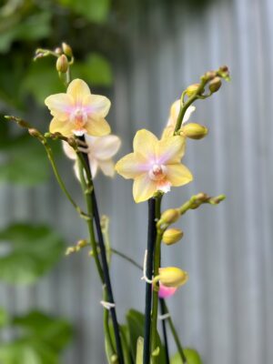 Phalaenopsis Bolgheri Lemon | Storczyk pachnący