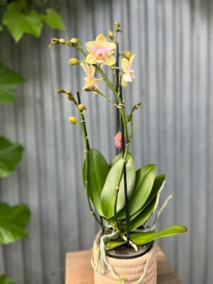 Phalaenopsis Bolgheri Lemon | Storczyk pachnący
