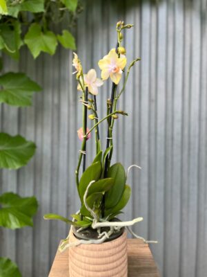 Phalaenopsis Bolgheri Lemon | Storczyk pachnący