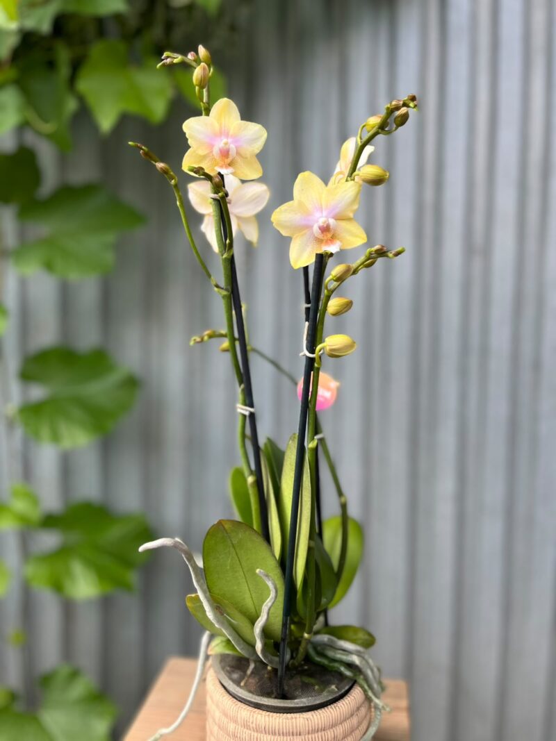Phalaenopsis Bolgheri Lemon | Storczyk pachnący