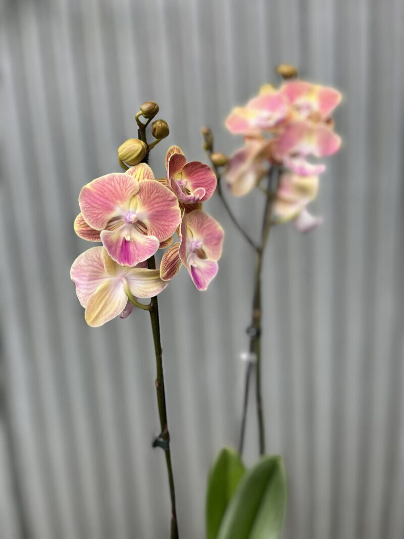Phalaenopsis fangmei sunlight | Storczyk