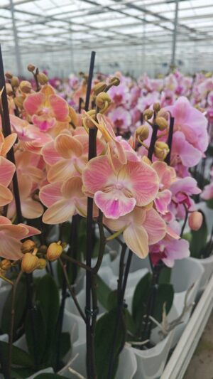 Phalaenopsis fangmei sunlight | Storczyk