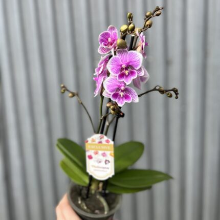Phalaenopsis ‘Ching Ann Vichris Dress (Big Lip)’ | Storczyk przekwitający