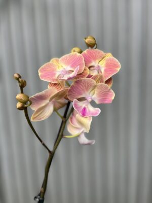 Phalaenopsis fangmei sunlight | Storczyk
