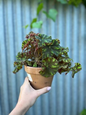 Begonia ‘Tiger Paws’ | Begonia z Ceramiczną Doniczką