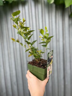 Borówka Amerykańska | Vaccinium corymbosum ‘Blue Dessert’