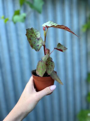 Begonia Amphioxus × Malachosticta | Begonia Kolekcjonerska