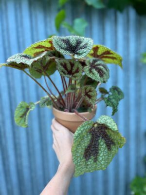Begonia Masoniana ‘Rock’ | Begonia z Ceramiczną Doniczką