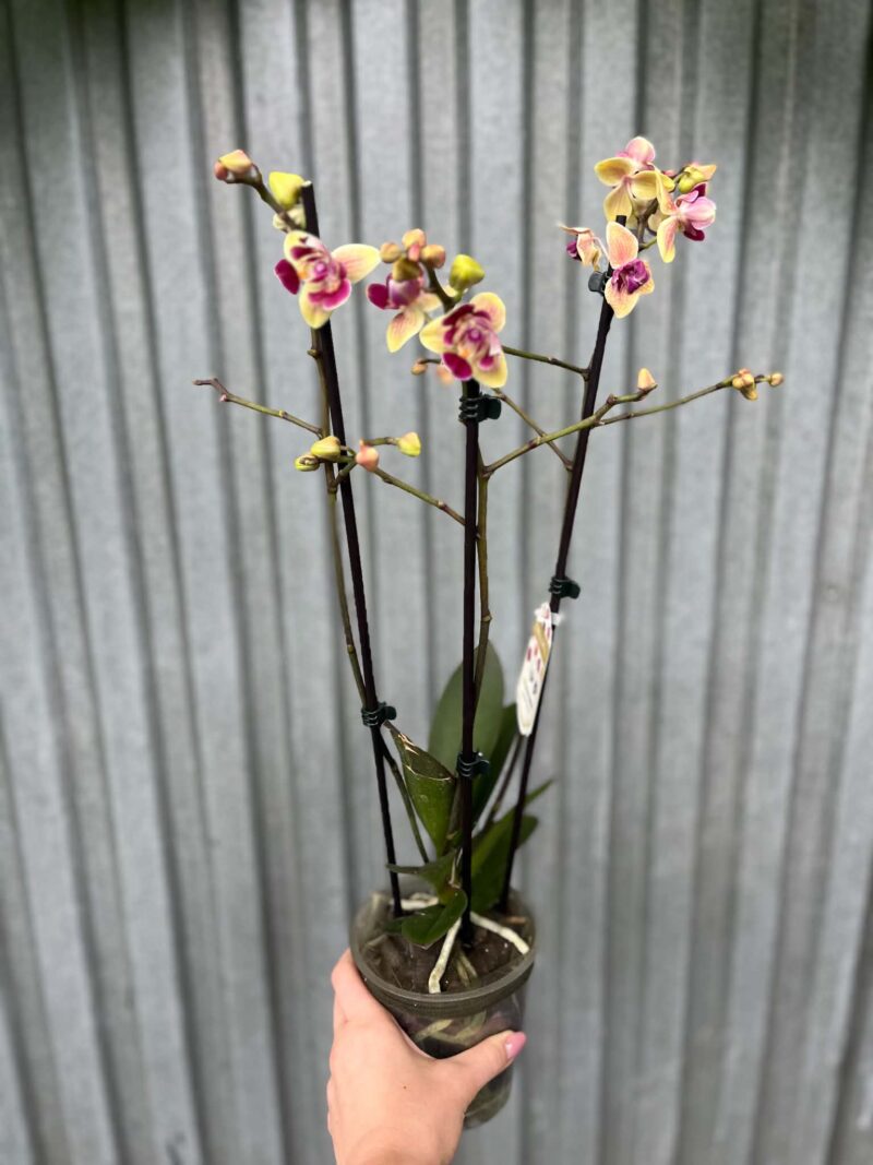 Phalaenopsis Sogo Yellowtris „Lycastopsis” (Prawdopodobnie) | Storczyk przekwitający