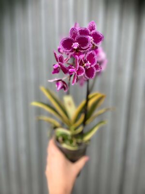 Phalaenopsis ‘Magic Leaf’ | Storczyk