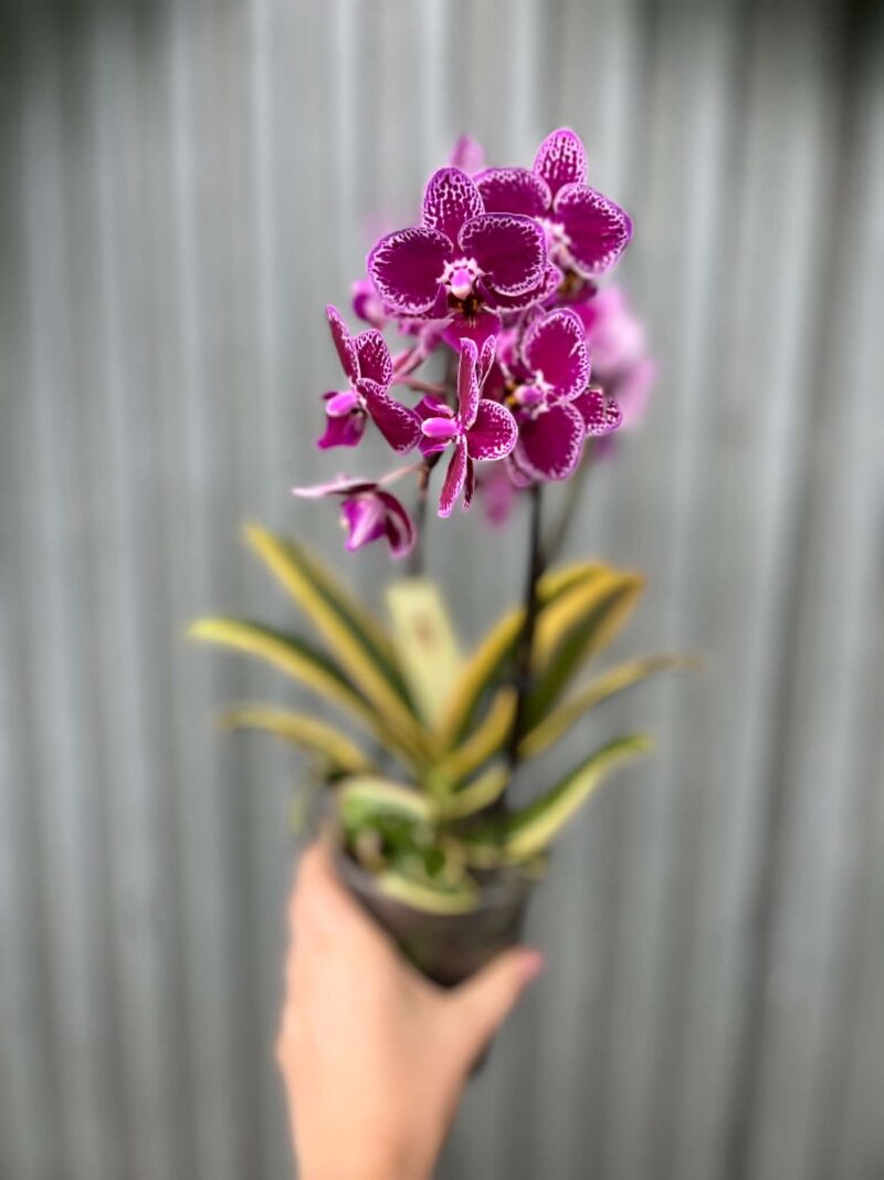 Phalaenopsis ‘Magic Leaf’ | Storczyk Phalaenopsis ‘Magic Leaf’ | Storczyk