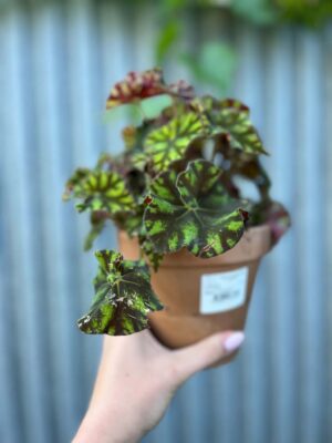 Begonia ‘Tiger Paws’ | Begonia z Ceramiczną Doniczką