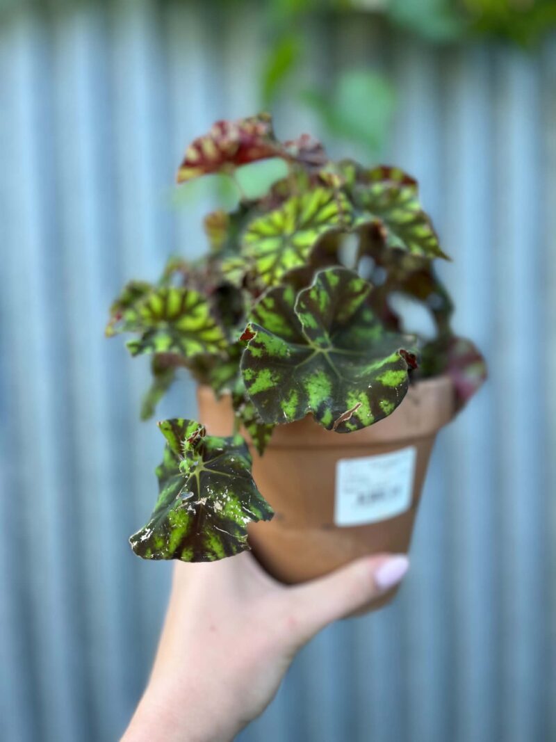 Begonia ‘Tiger Paws’ | Begonia z Ceramiczną Doniczką