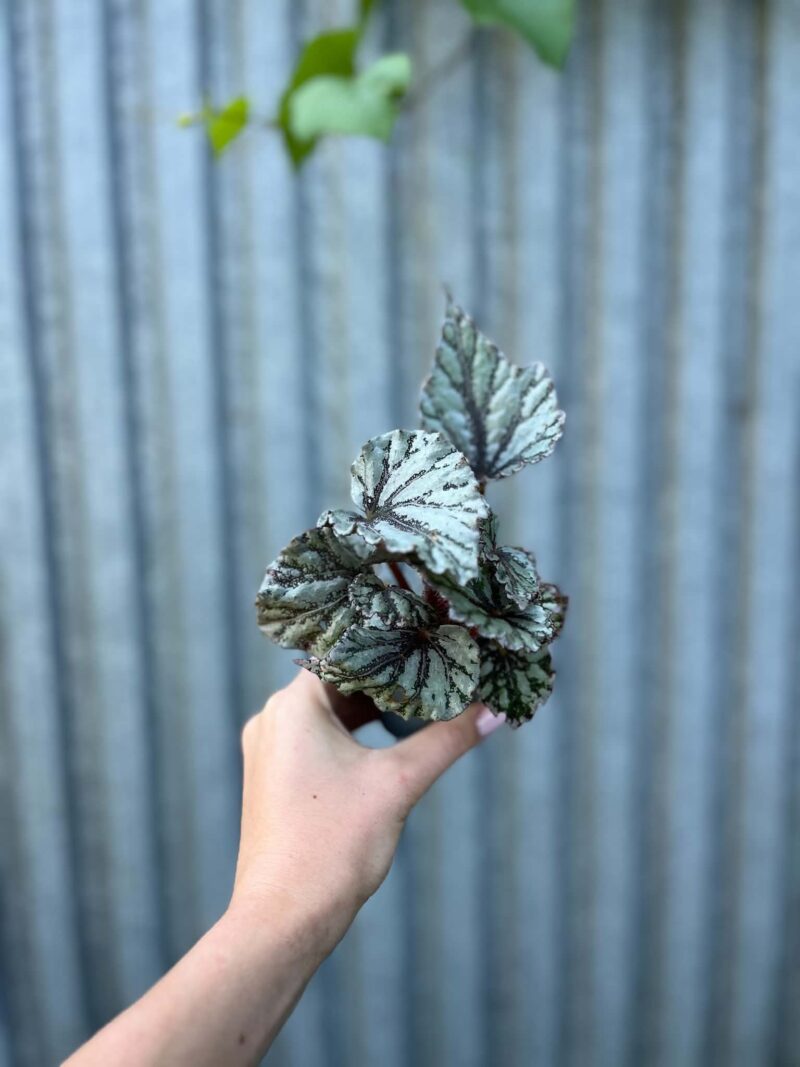 Begonia Mix Maluszków | 4 Kolekcjonerskie Odmiany do Wyboru