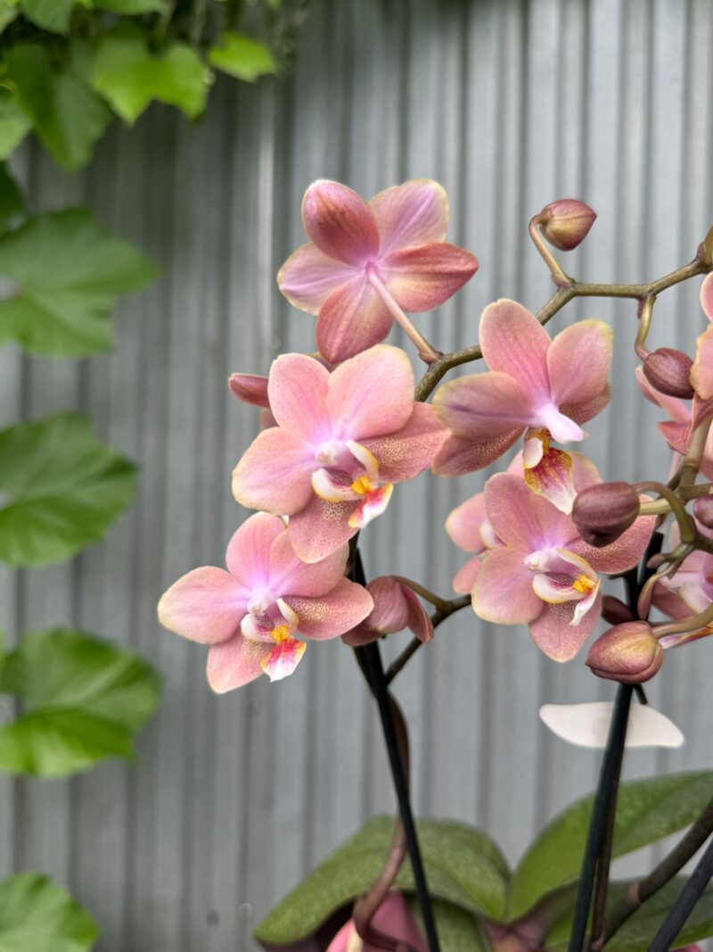 Phalaenopsis Odorion | Storczyk pachnący