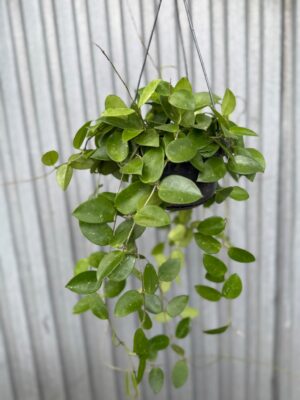 Hoya Chouke