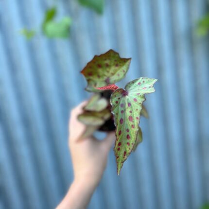 Begonia Amphioxus × Malachosticta | Begonia Kolekcjonerska