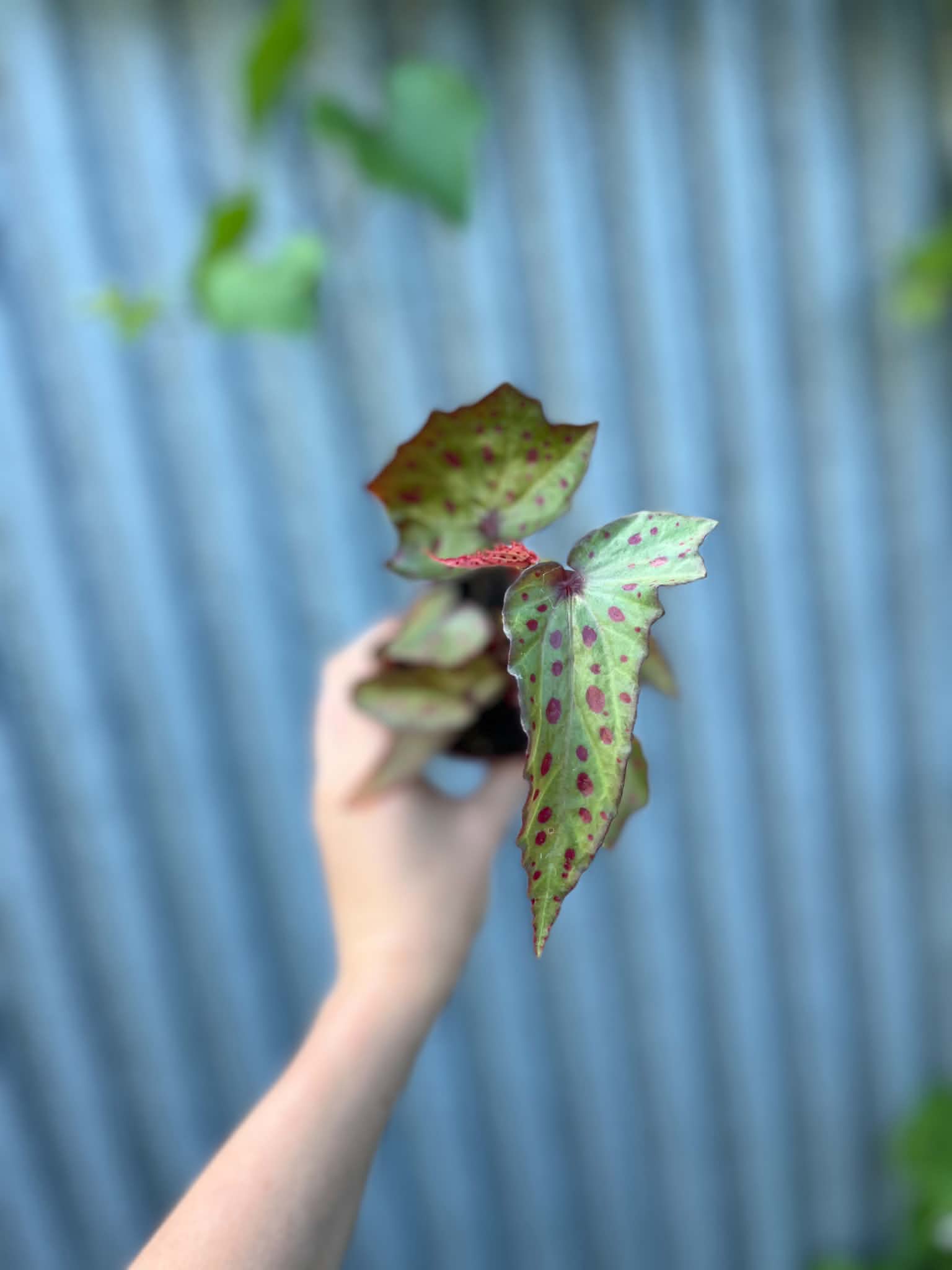 Begonia Amphioxus × Malachosticta | Begonia Kolekcjonerska