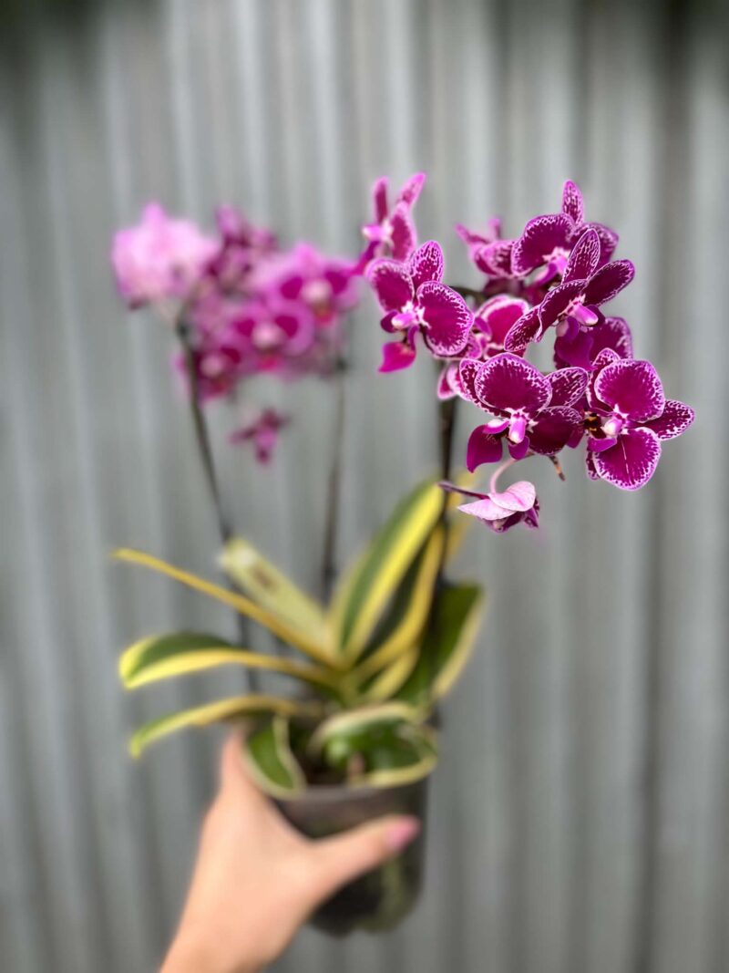 Phalaenopsis ‘Magic Leaf’ | Storczyk