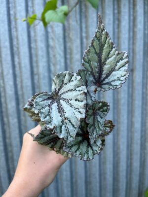 Begonia Mix Maluszków | 4 Kolekcjonerskie Odmiany do Wyboru