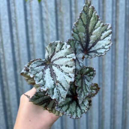 Begonia Mix Maluszków | 4 Kolekcjonerskie Odmiany do Wyboru