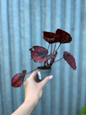 Begonia Mix Maluszków | 4 Kolekcjonerskie Odmiany do Wyboru