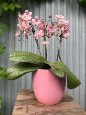 Phalaenopsis Odorion | Storczyk pachnący