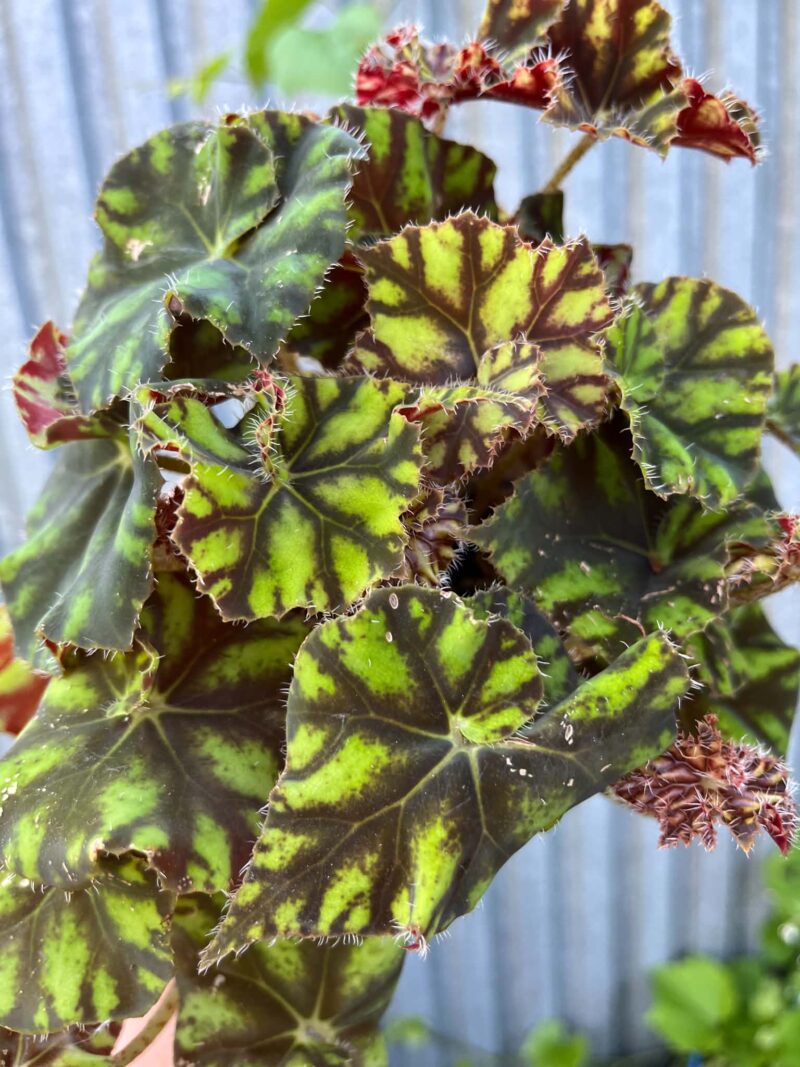Begonia ‘Tiger Paws’ | Begonia z Ceramiczną Doniczką