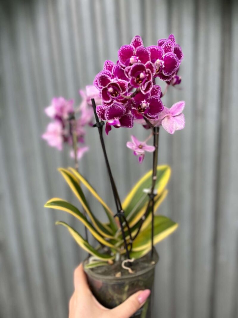 Phalaenopsis ‘Magic Leaf’ | Storczyk