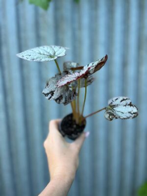 Begonia Mix Maluszków | 4 Kolekcjonerskie Odmiany do Wyboru
