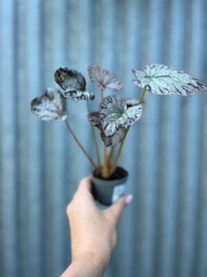 Begonia Mix Maluszków | 4 Kolekcjonerskie Odmiany do Wyboru