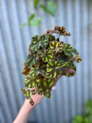 Begonia ‘Tiger Paws’ | Begonia z Ceramiczną Doniczką