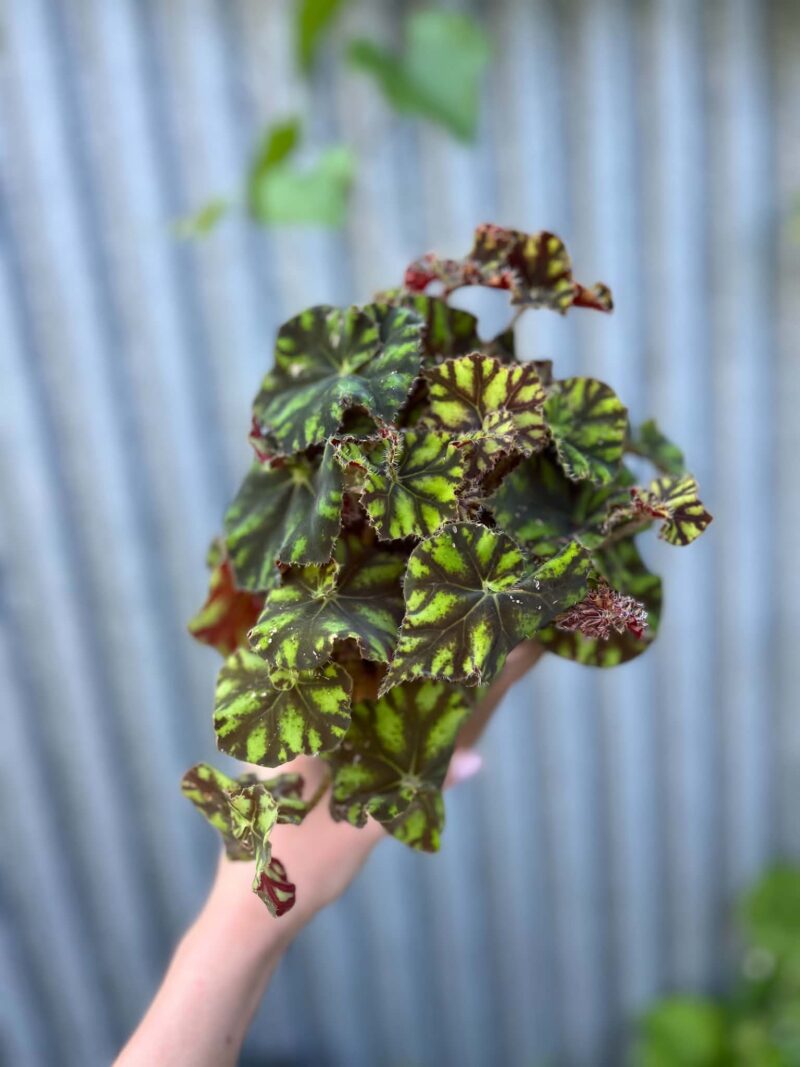 Begonia ‘Tiger Paws’ | Begonia z Ceramiczną Doniczką