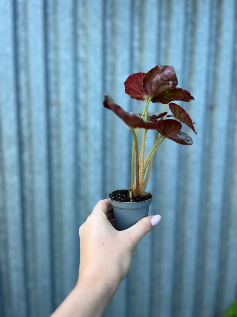 Begonia Mix Maluszków | 4 Kolekcjonerskie Odmiany do Wyboru
