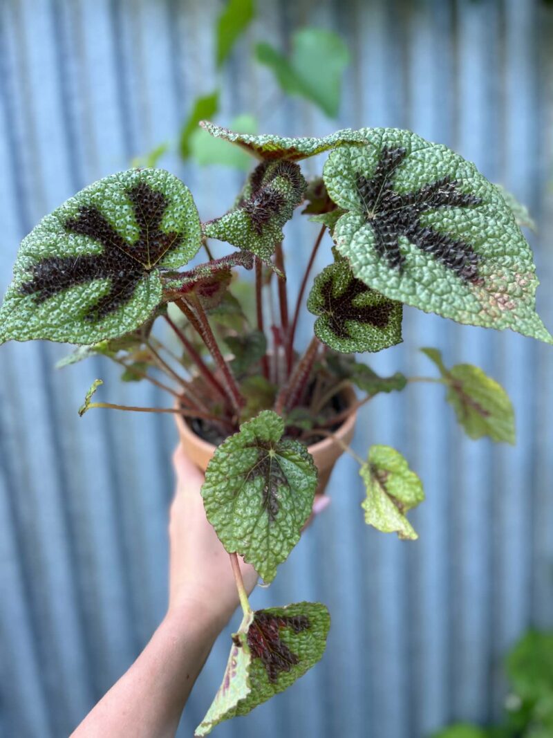 Begonia Masoniana ‘Rock’ | Begonia z Ceramiczną Doniczką