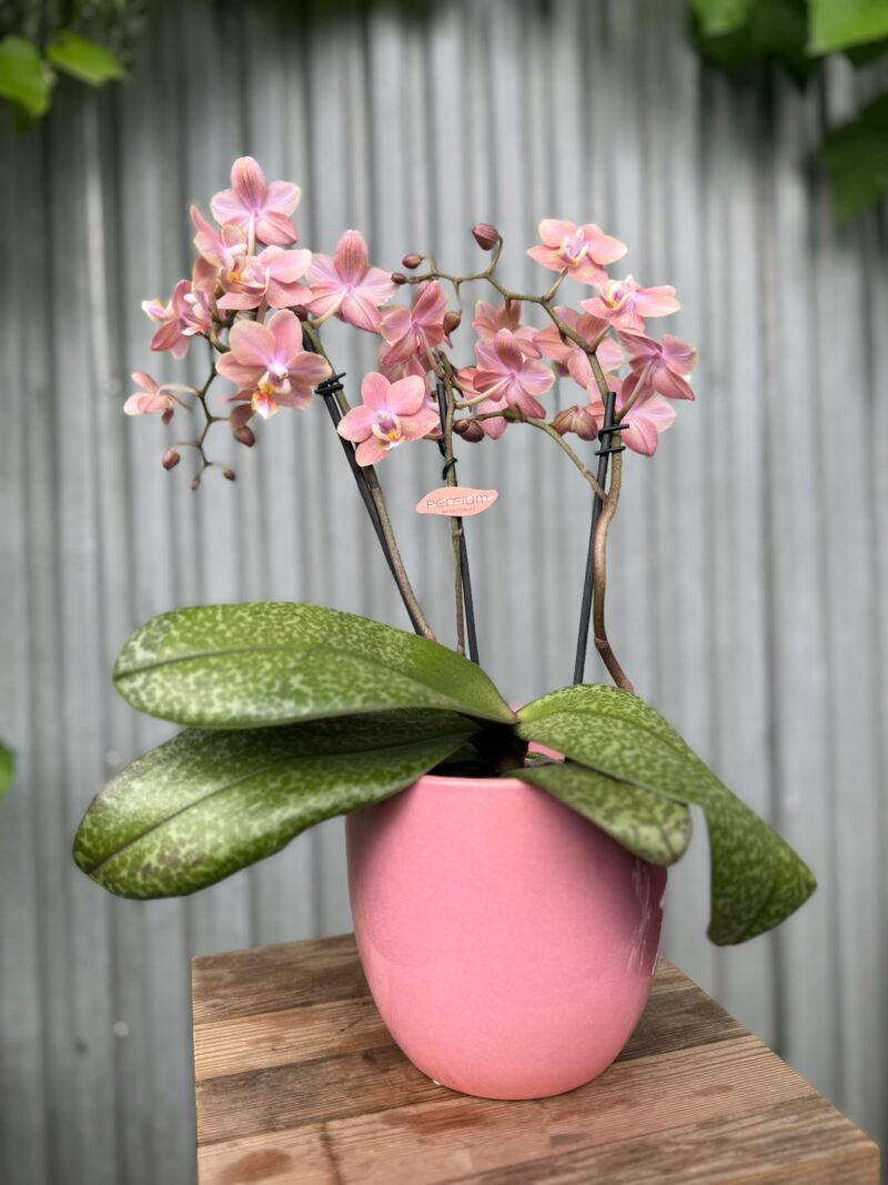 Phalaenopsis Odorion | Storczyk pachnący