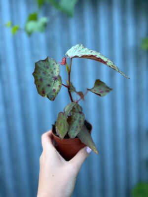 Begonia Amphioxus × Malachosticta | Begonia Kolekcjonerska