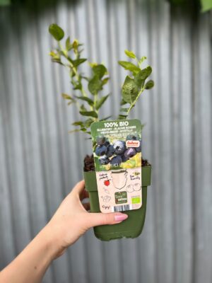 Borówka Amerykańska | Vaccinium corymbosum ‘Blue Dessert’