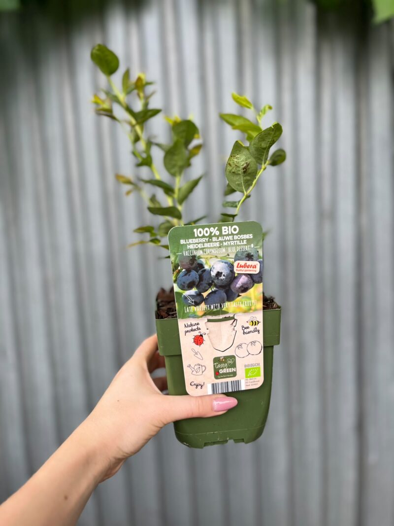 Borówka Amerykańska | Vaccinium corymbosum ‘Blue Dessert’