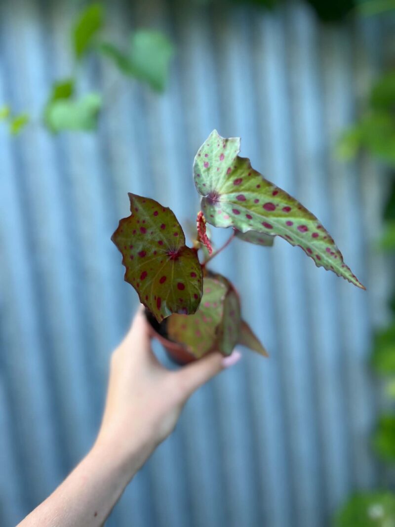 Begonia Amphioxus × Malachosticta | Begonia Kolekcjonerska