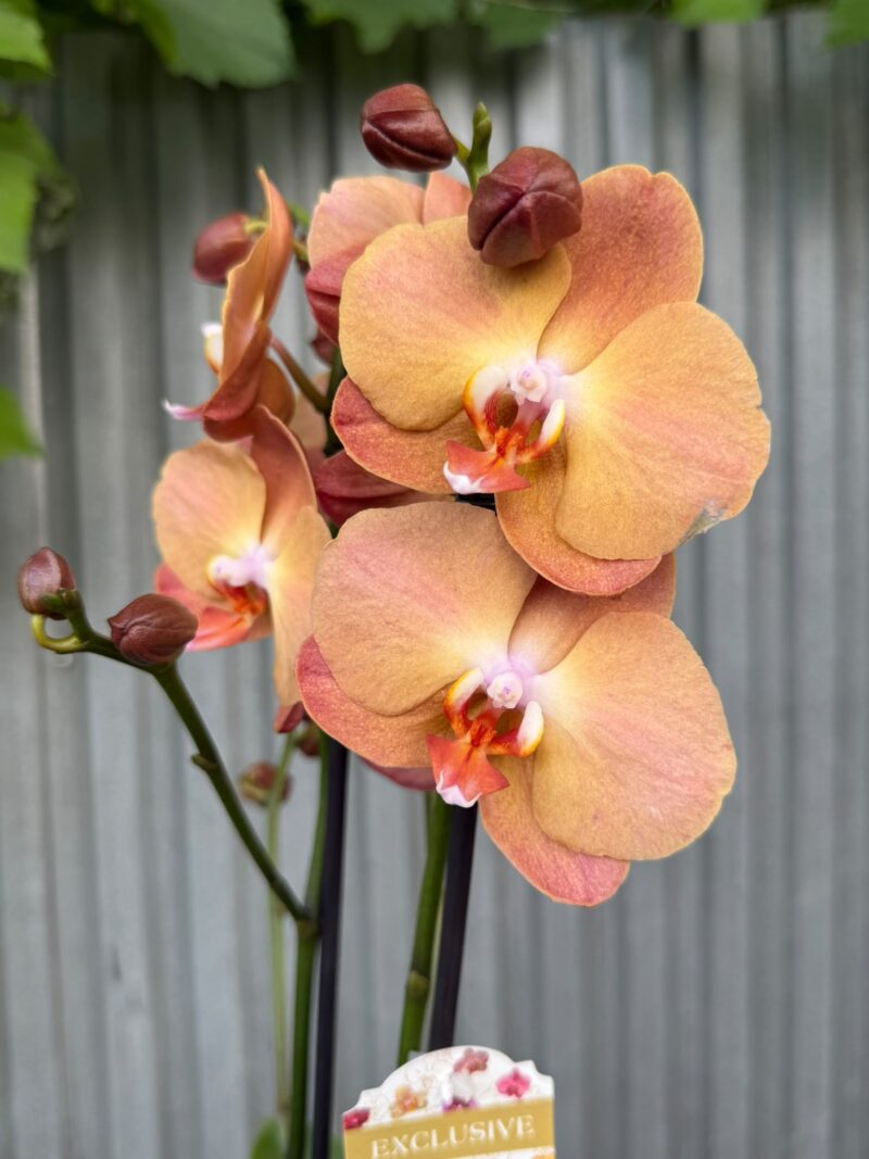 Phalaenopsis Orange Heart | Storczyk Phalaenopsis Orange Heart | Storczyk