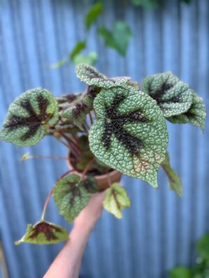 Begonia Masoniana ‘Rock’ | Begonia z Ceramiczną Doniczką