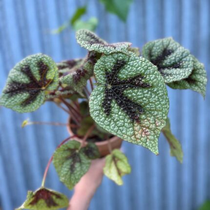 Begonia Masoniana ‘Rock’ | Begonia z Ceramiczną Doniczką