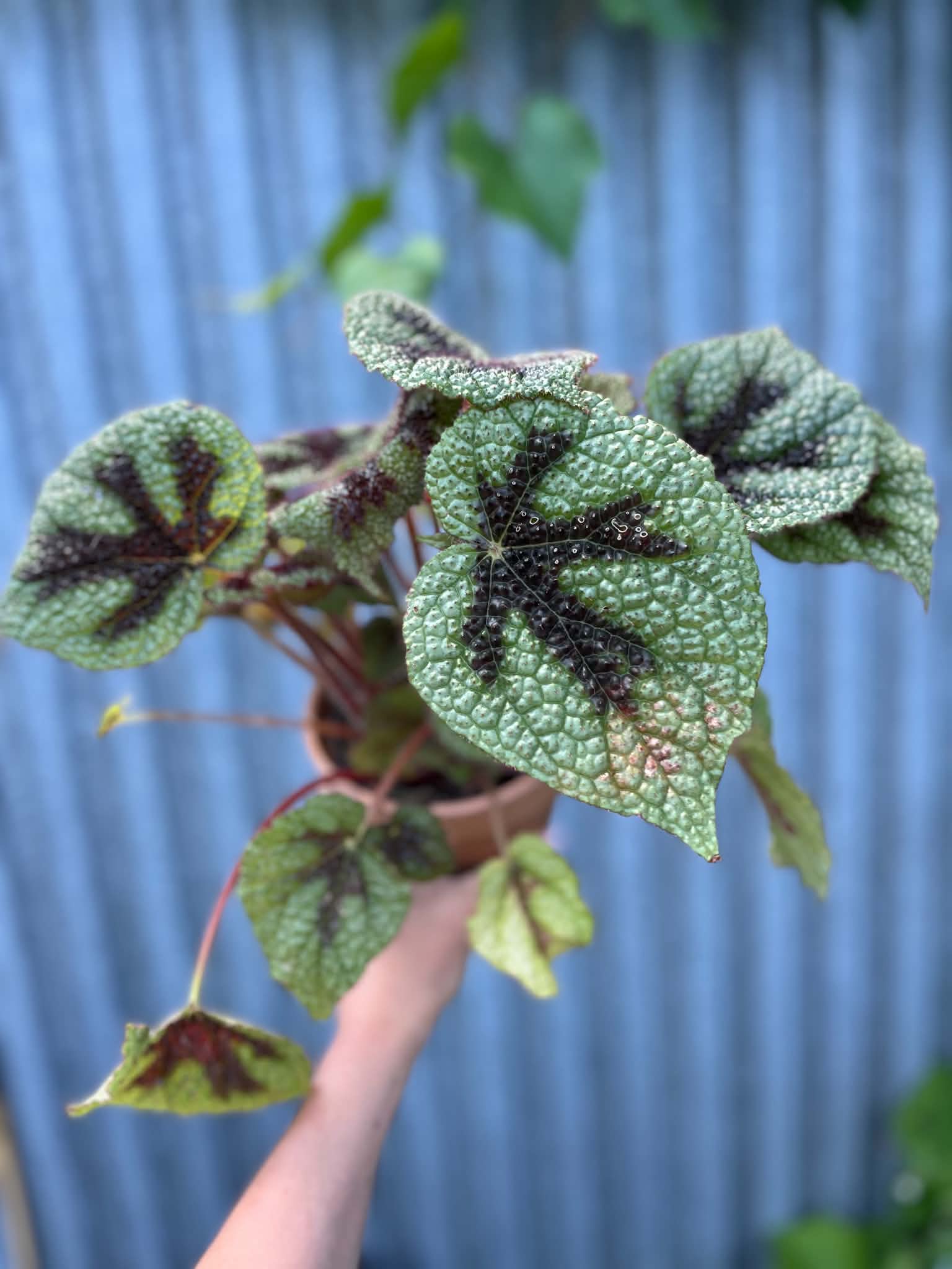 Begonia Masoniana ‘Rock’ | Begonia z Ceramiczną Doniczką