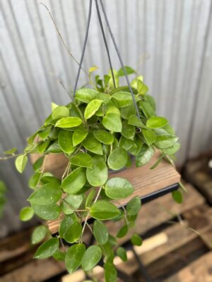 Hoya Chouke