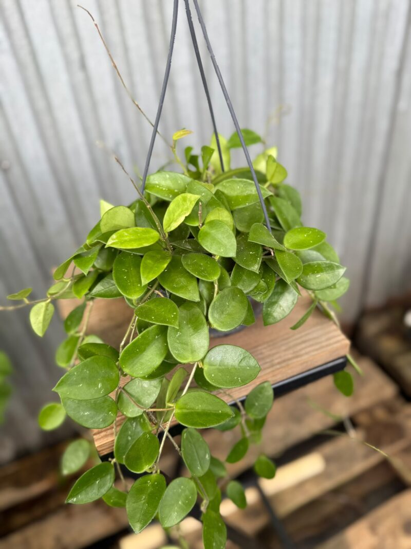 Hoya Chouke