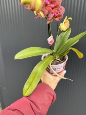 Phalaenopsis I-Hsin Yellow Leopard | Storczyk