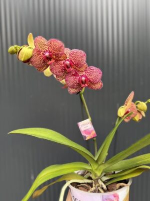 Phalaenopsis I-Hsin Yellow Leopard | Storczyk